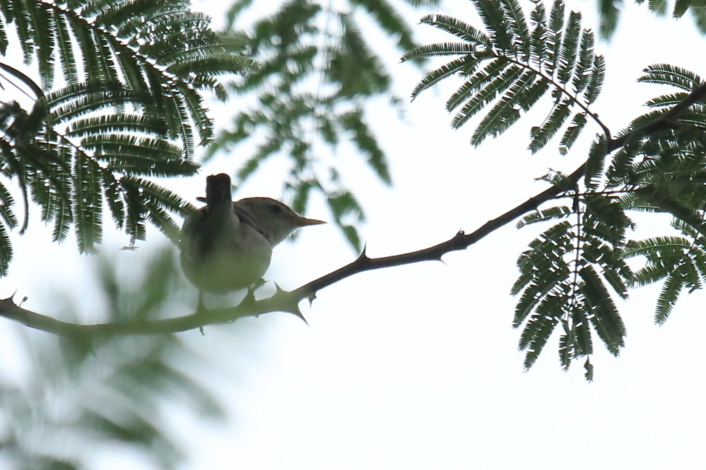 Sykes's Warbler - ML254448541