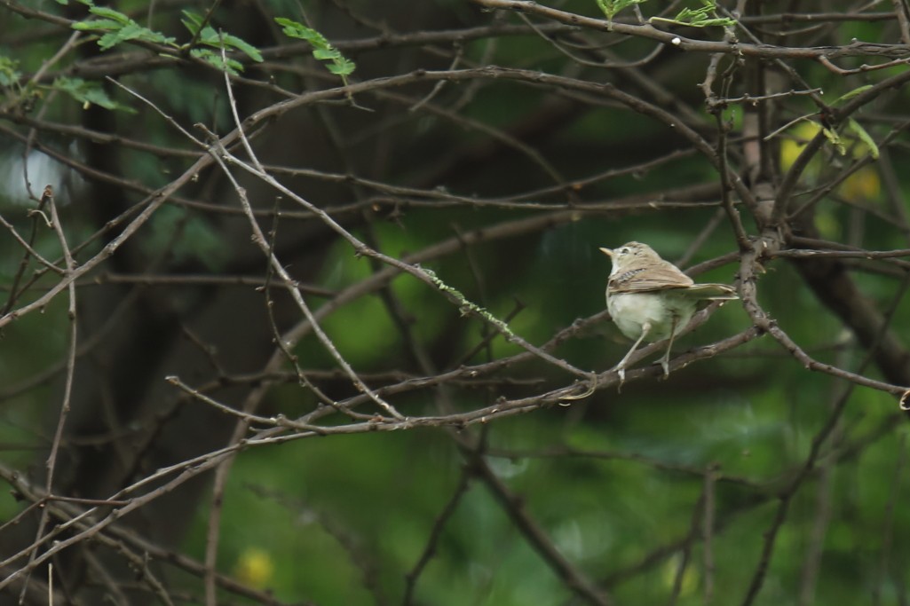 Sykes's Warbler - ML254448551