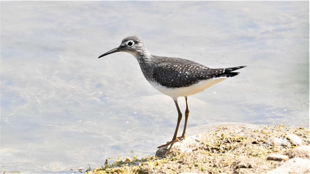 Solitary Sandpiper - John Siller