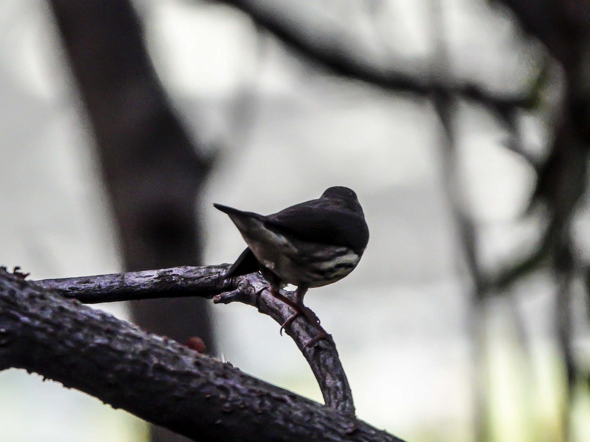 Northern Waterthrush - ML254455691