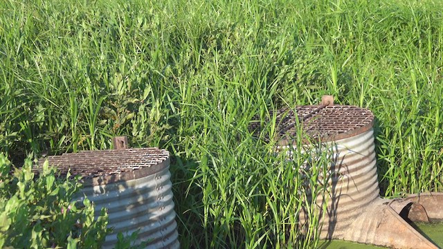 Marsh Wren - ML254457011