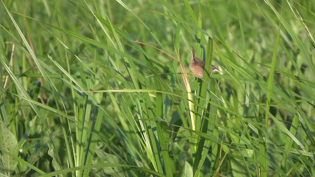 Marsh Wren - ML254457261