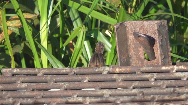 Marsh Wren - ML254457311