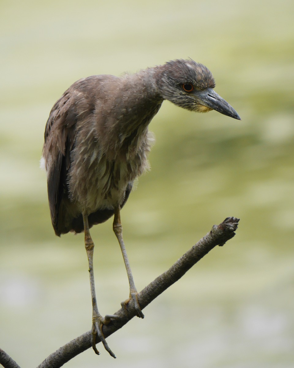 Black-crowned Night Heron - ML254458261