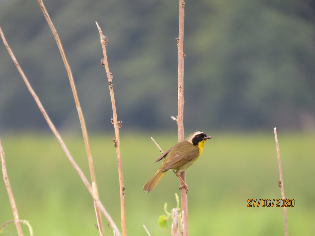 Common Yellowthroat - ML254458521