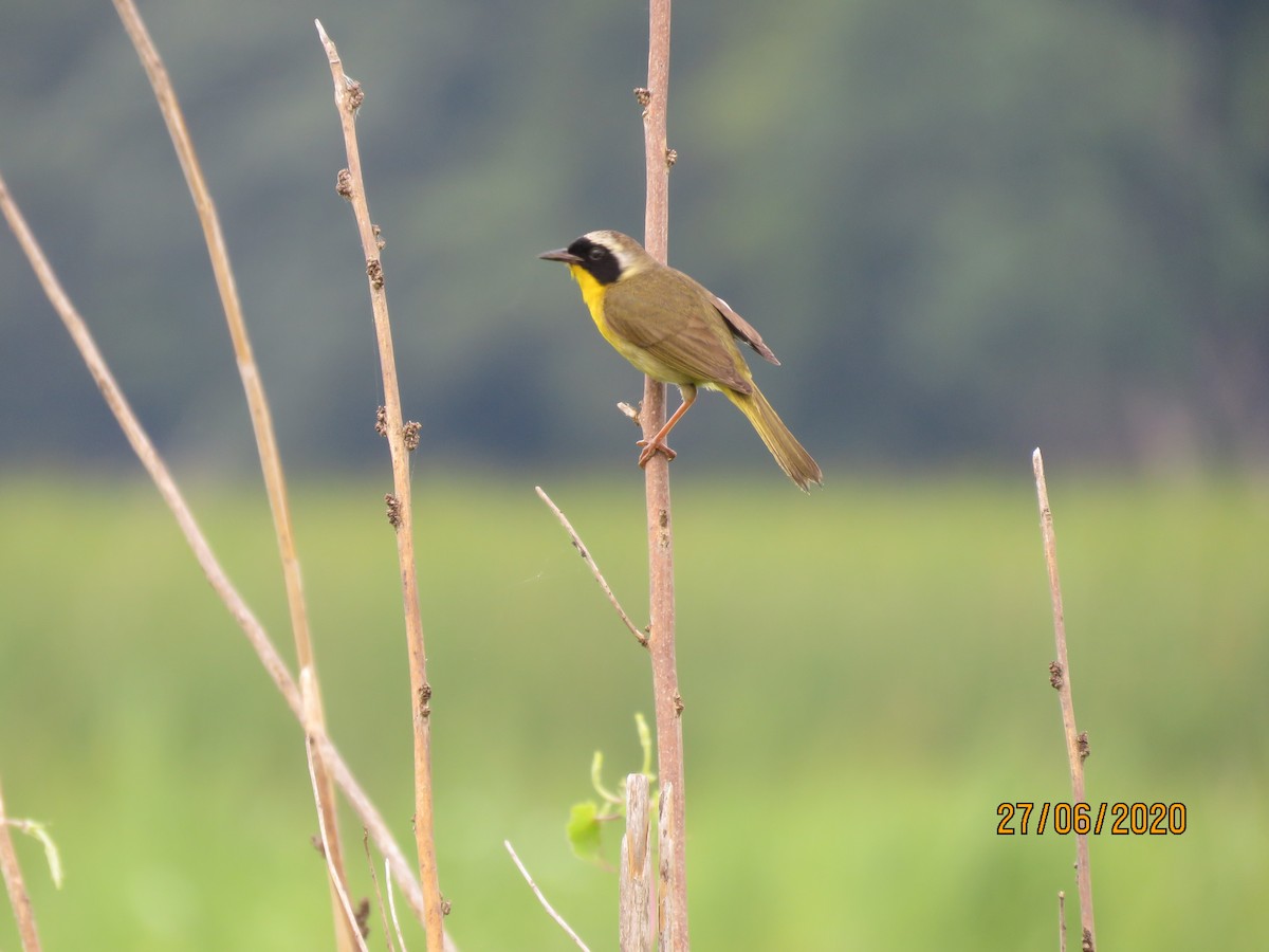 Common Yellowthroat - ML254458531