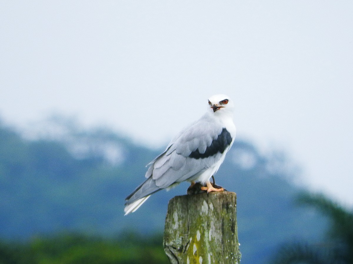 White-tailed Kite - ML254459091