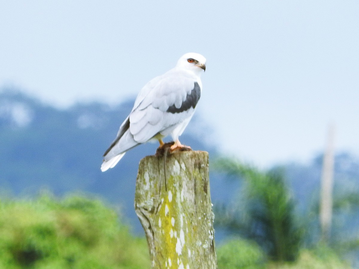 White-tailed Kite - ML254459881