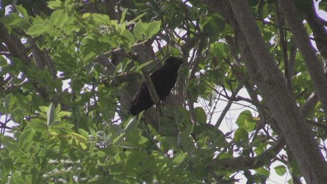 Smooth-billed Ani - ML254460681