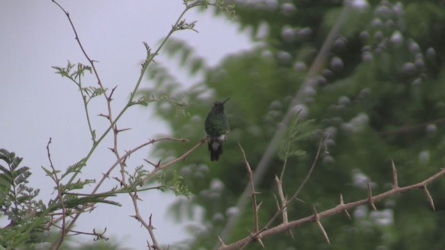 kolibřík kubánský - ML254462141