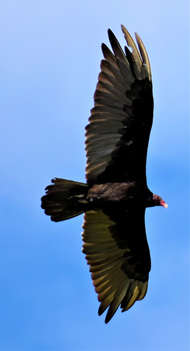 Turkey Vulture - ML254462431