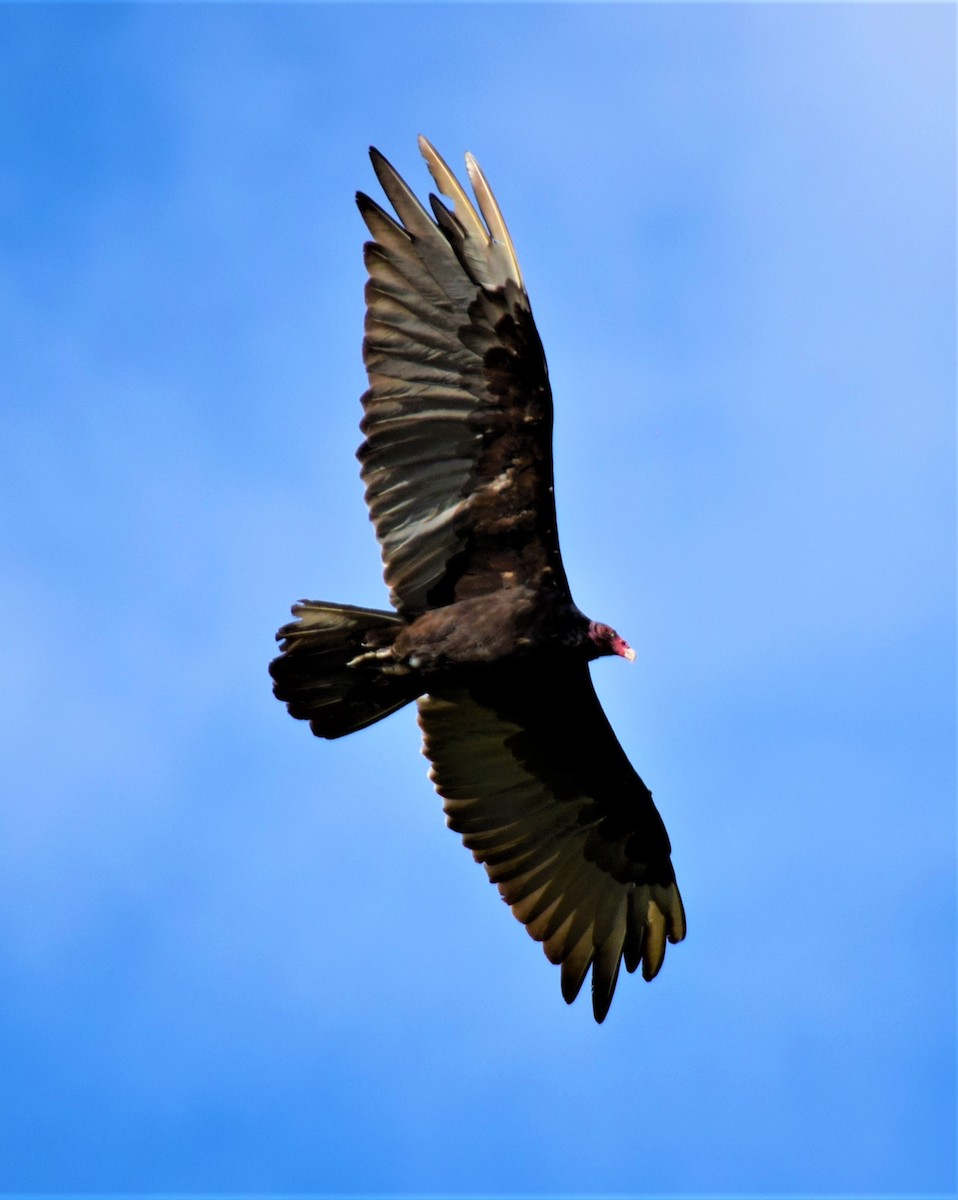 Turkey Vulture - ML254462441
