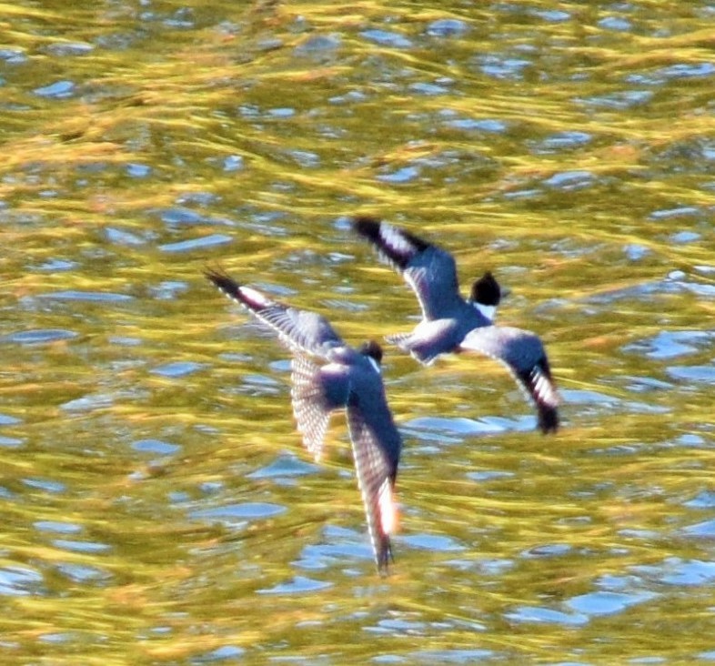 Belted Kingfisher - William Crain