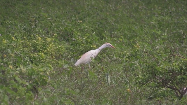 Western Cattle Egret - ML254462721