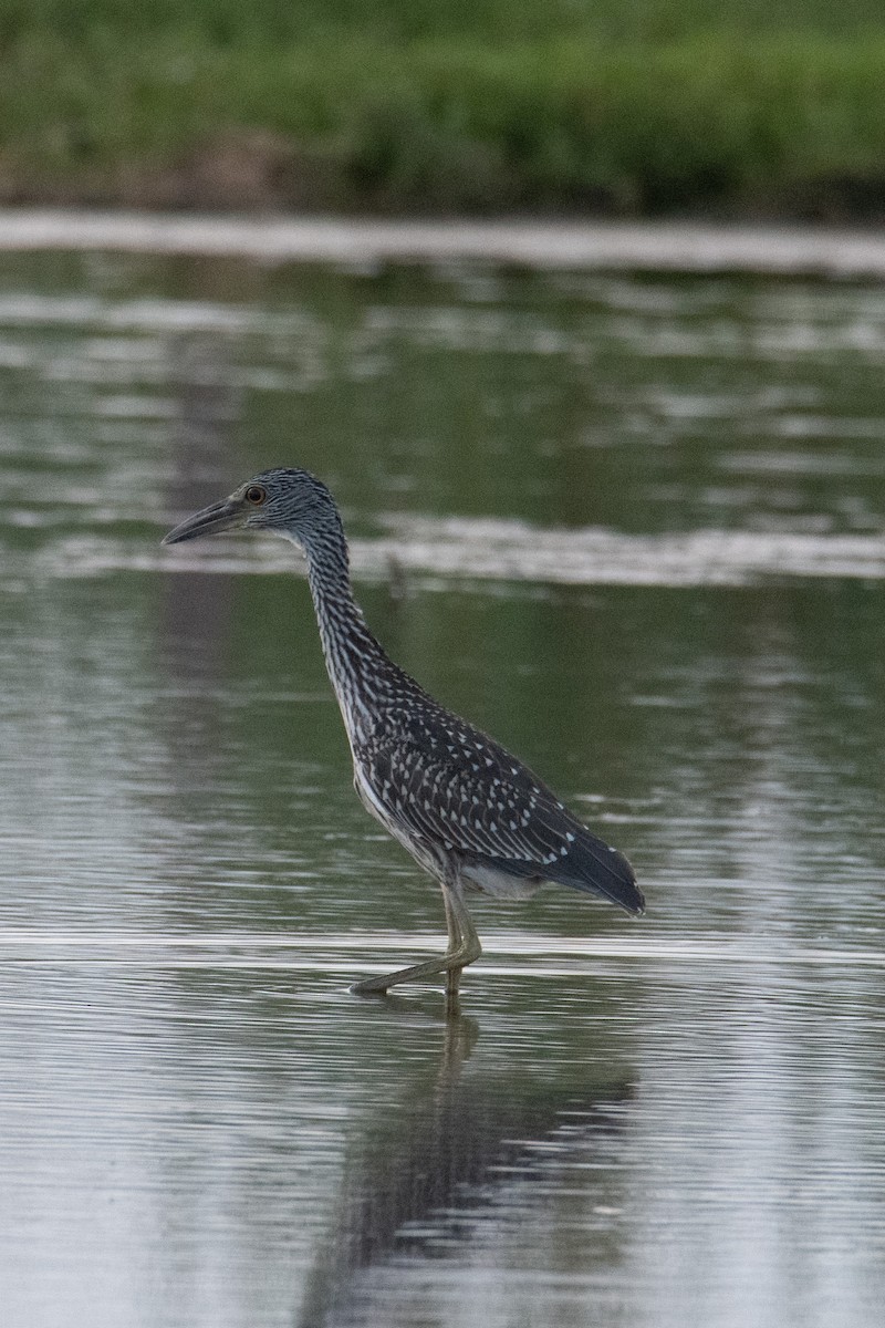 Yellow-crowned Night Heron - Michael Barney