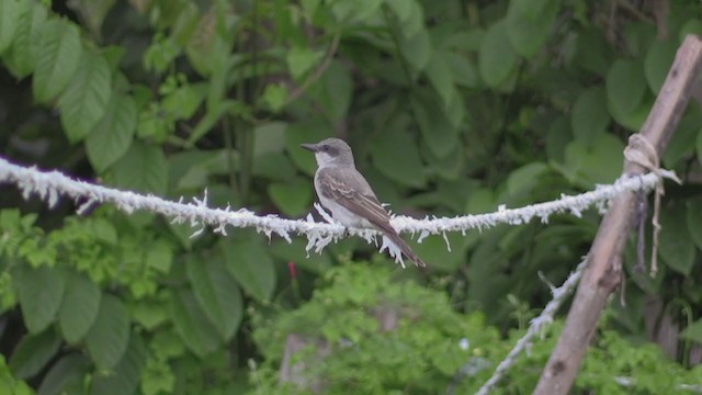 Gray Kingbird - ML254464101