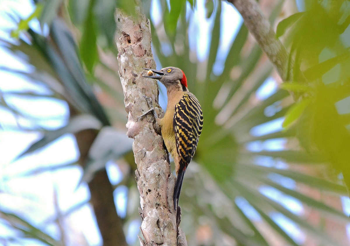 Hispaniolan Woodpecker - ML254465031