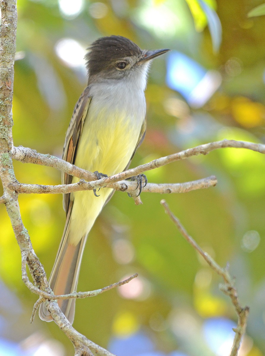 Stolid Flycatcher - ML254465261