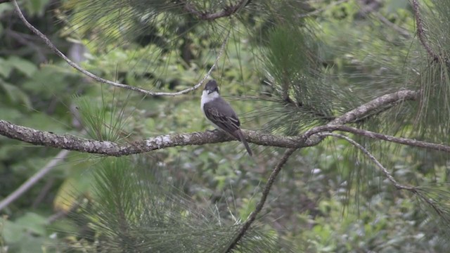 Tyran tête-police (groupe caudifasciatus) - ML254465321