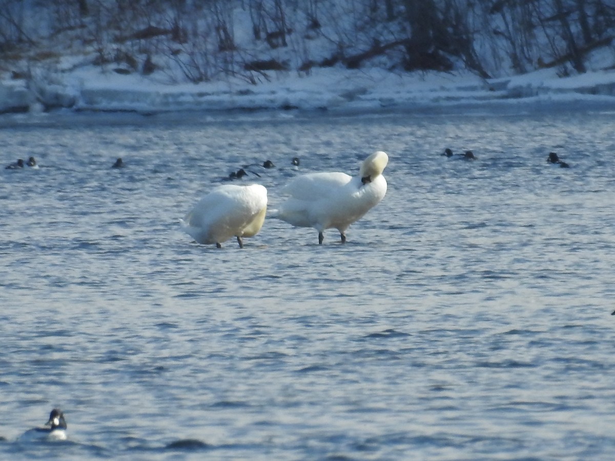 Cygne tuberculé - ML25446581