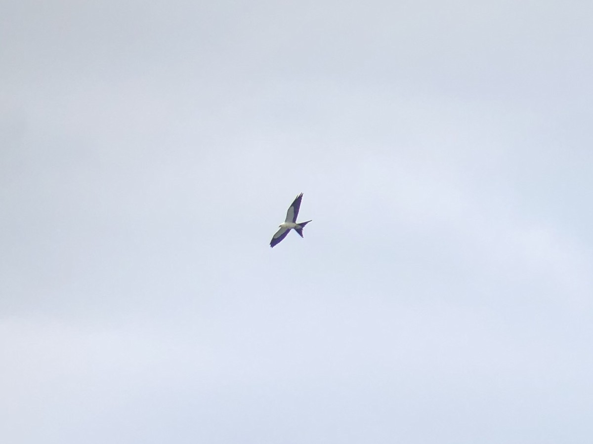 Swallow-tailed Kite - ML254465851