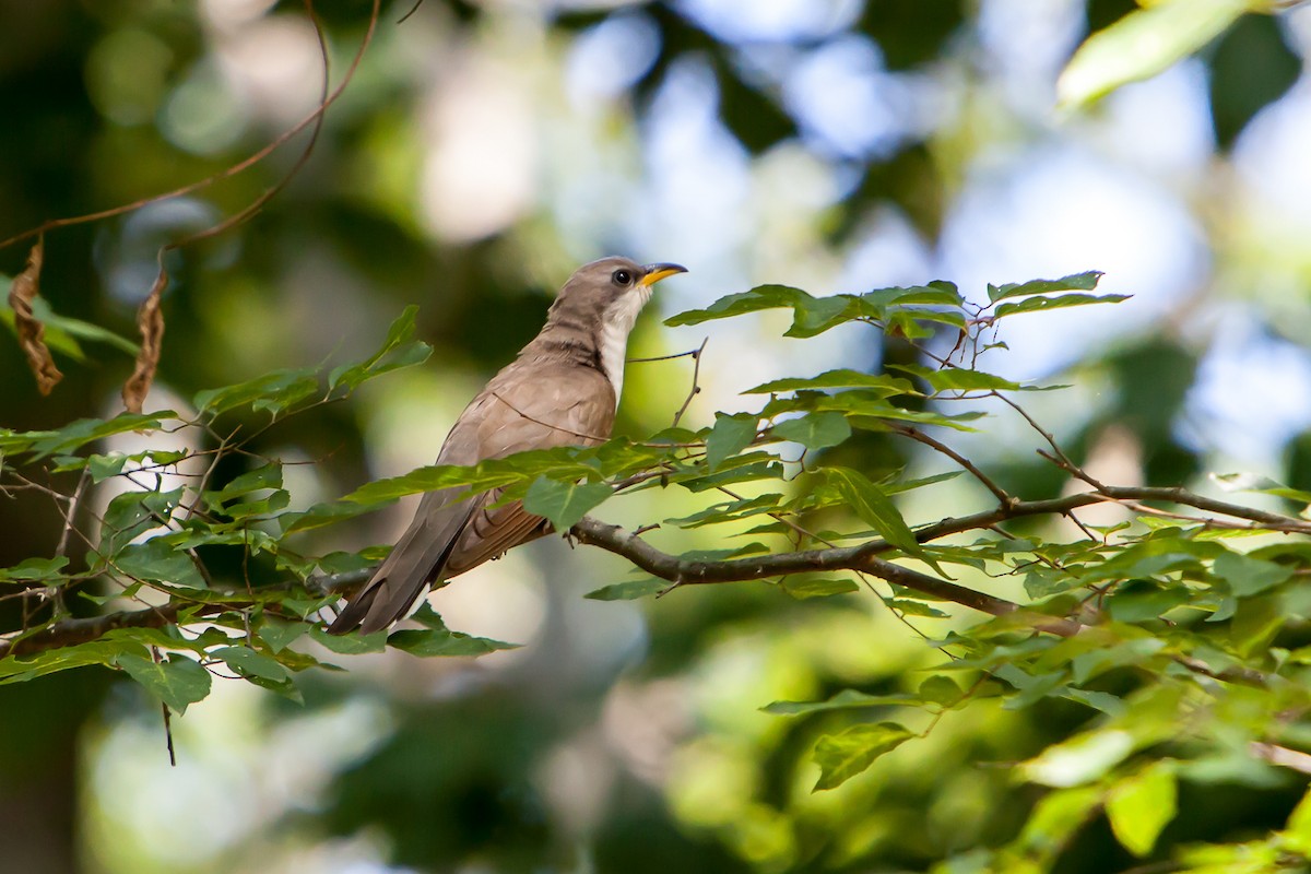 Yellow-billed Cuckoo - ML254467421