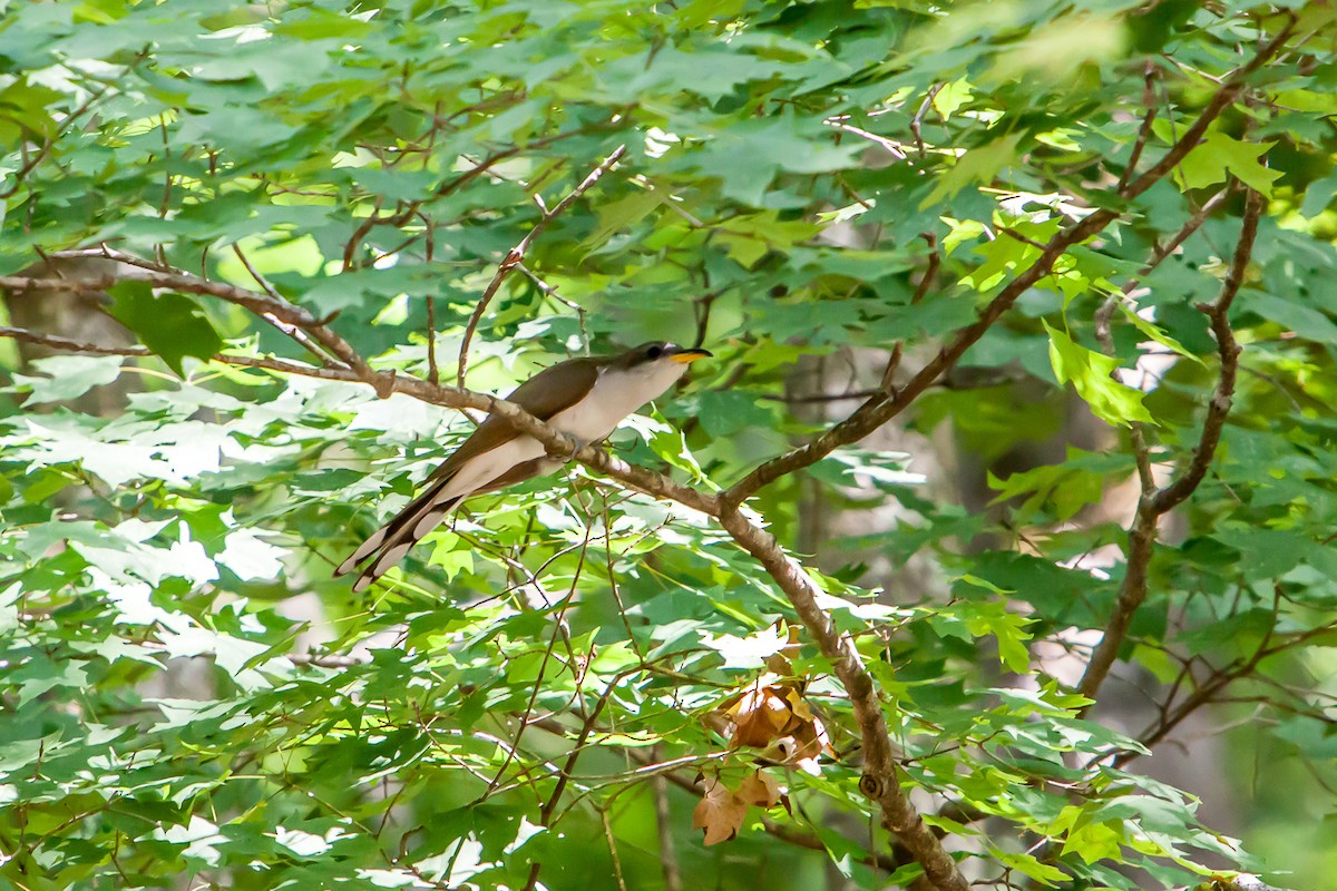 Yellow-billed Cuckoo - ML254467491