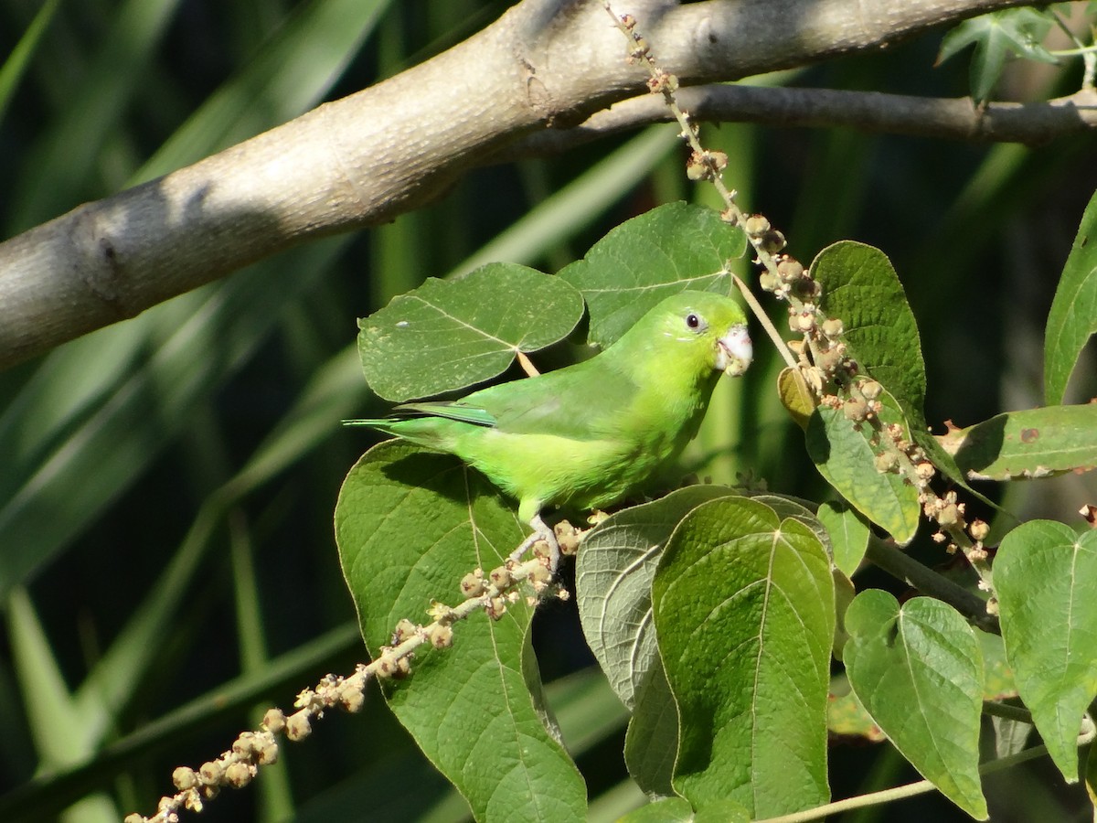 Cobalt-rumped Parrotlet - ML254468551