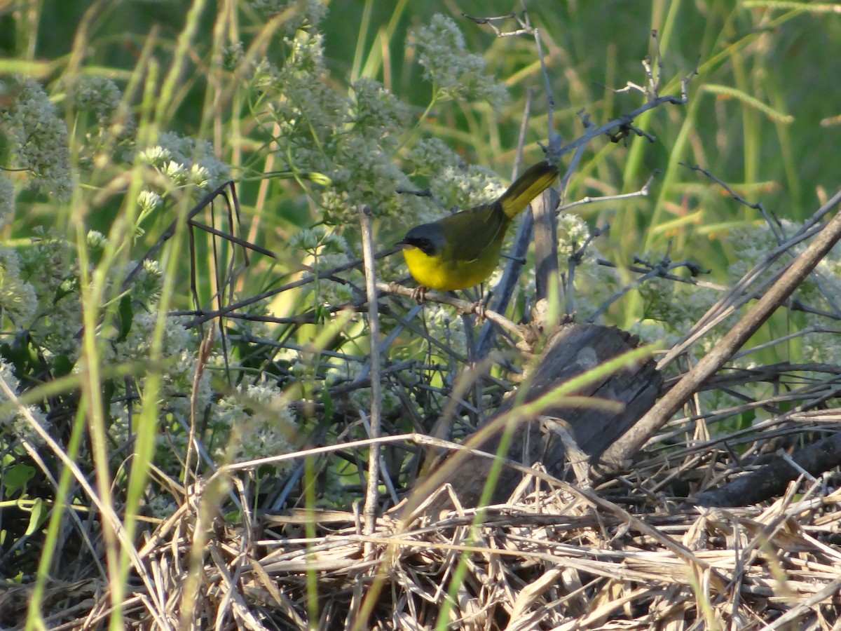 Paruline voilée - ML254469381