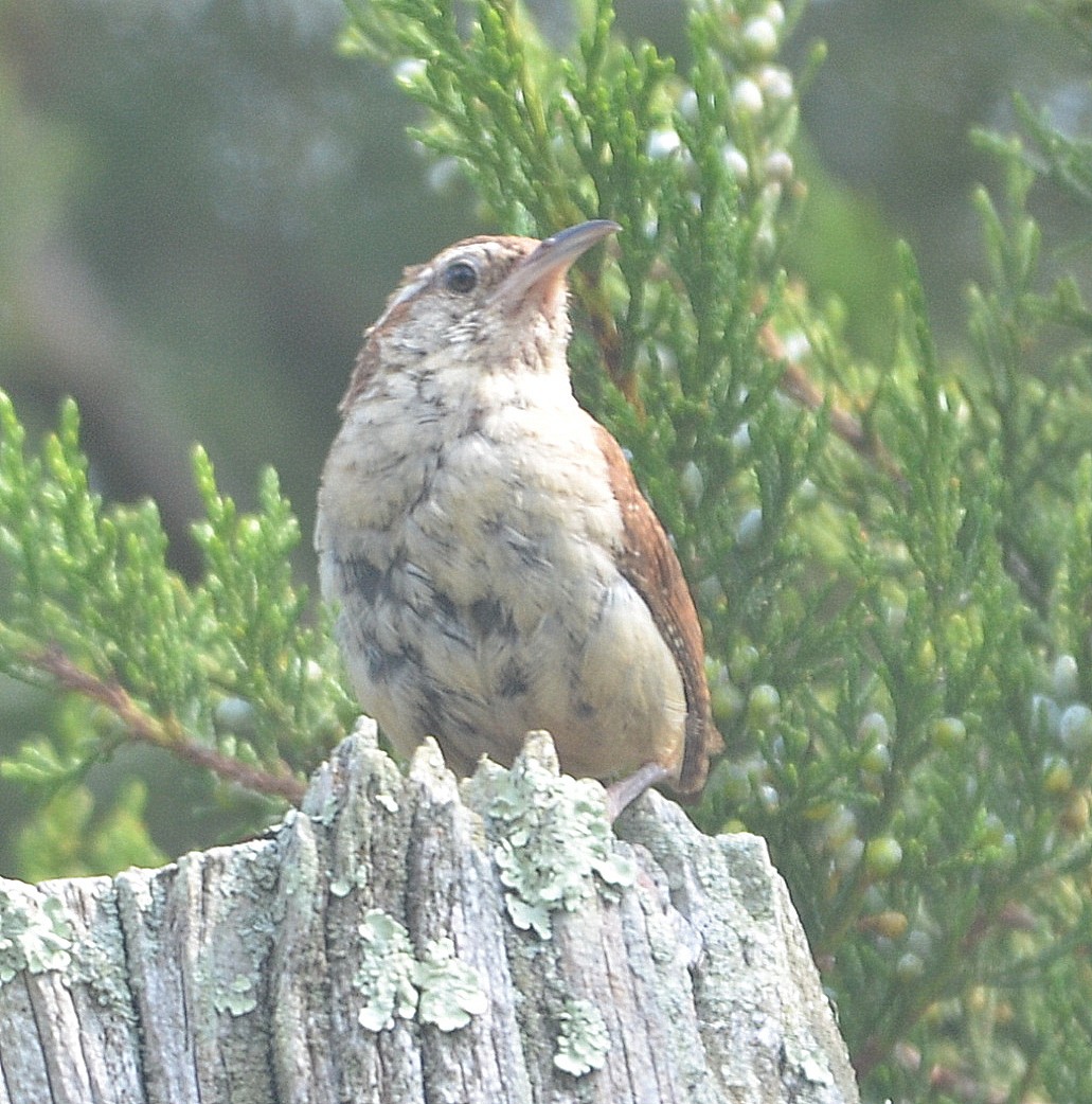 Carolina Wren - ML254469581