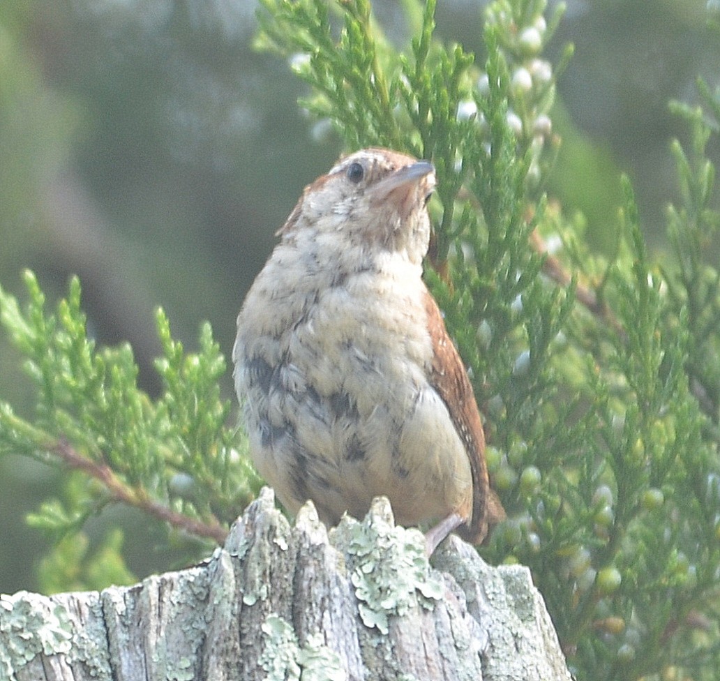 Carolina Wren - Richard Haimes