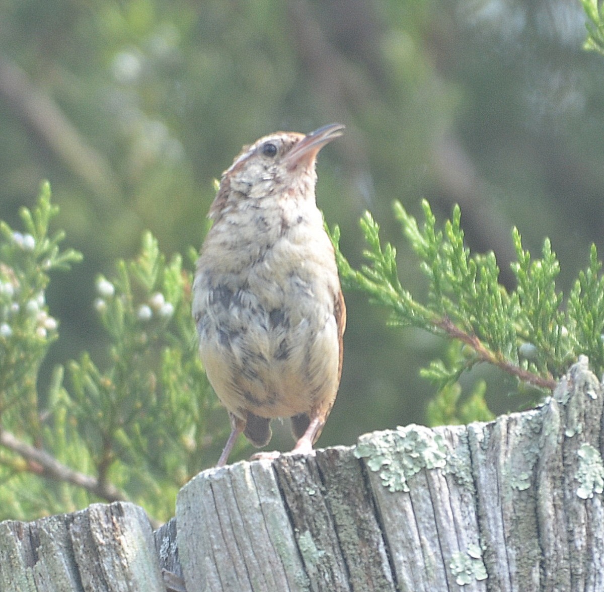 Carolina Wren - ML254469851