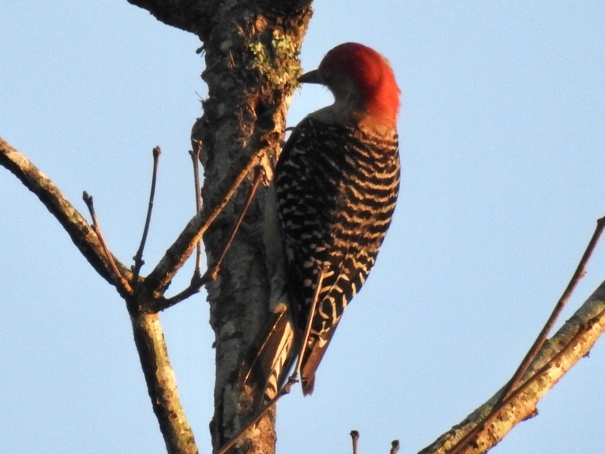 Red-bellied Woodpecker - ML254470361