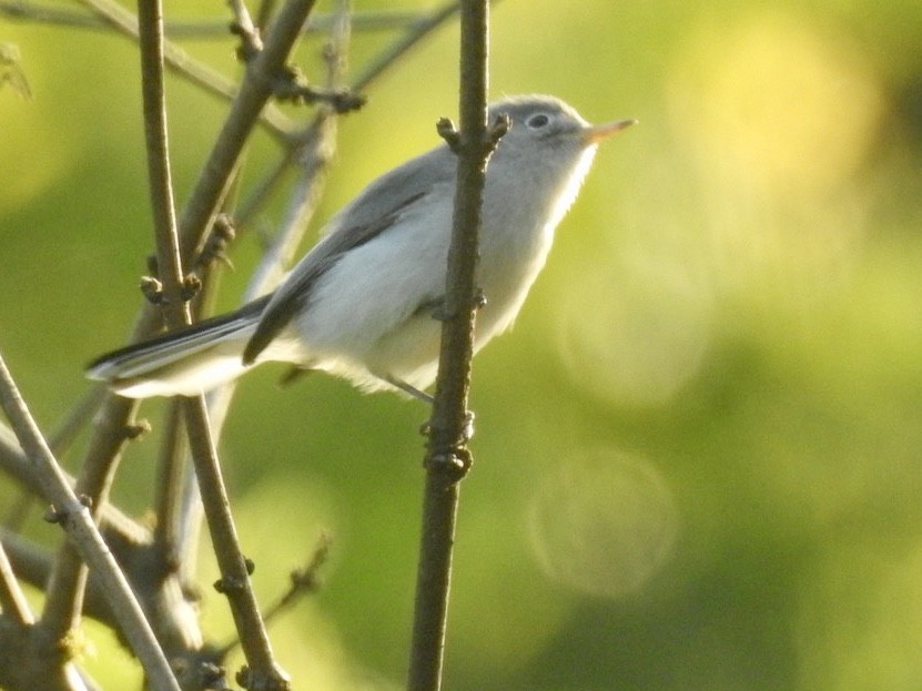 Blue-gray Gnatcatcher - ML254470431