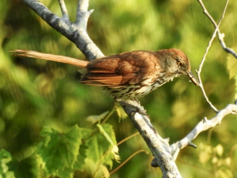 Brown Thrasher - Alan Pollard