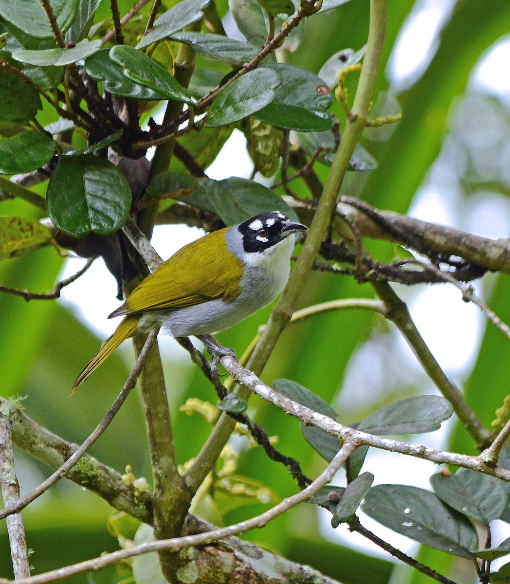 Black-crowned Palm-Tanager - HEMANT KISHAN