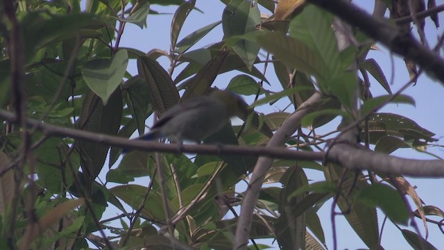 Yellow-headed Warbler - ML254471501