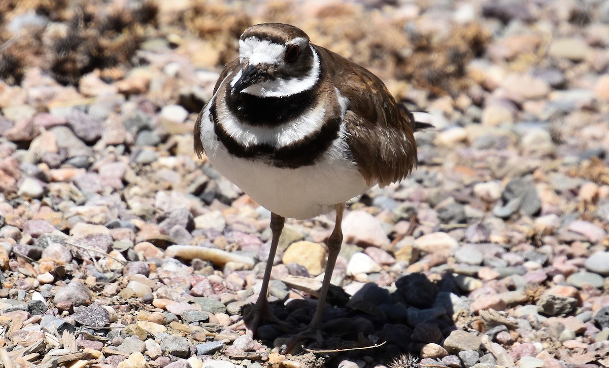 Killdeer - ML254471961