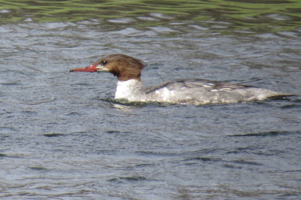 Common Merganser - Babs Buck