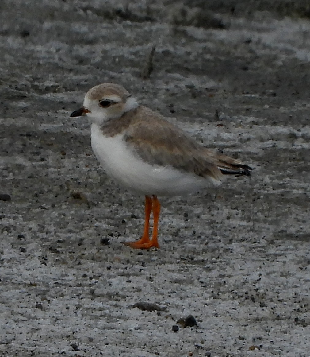 Piping Plover - ML254472721