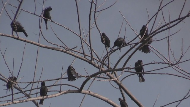 Petit Carouge - ML254473131