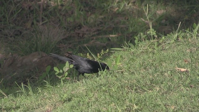 Petit Carouge - ML254473941