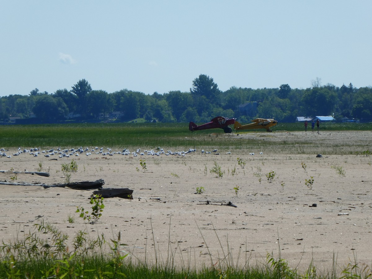 Ring-billed Gull - ML254474181