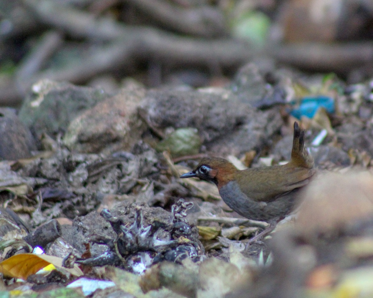 Mayan Antthrush - ML254474931