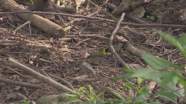 Cuban Grassquit - ML254476151