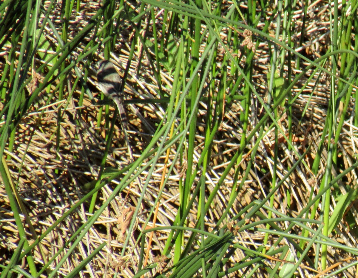 Gray Flycatcher - ML254476321