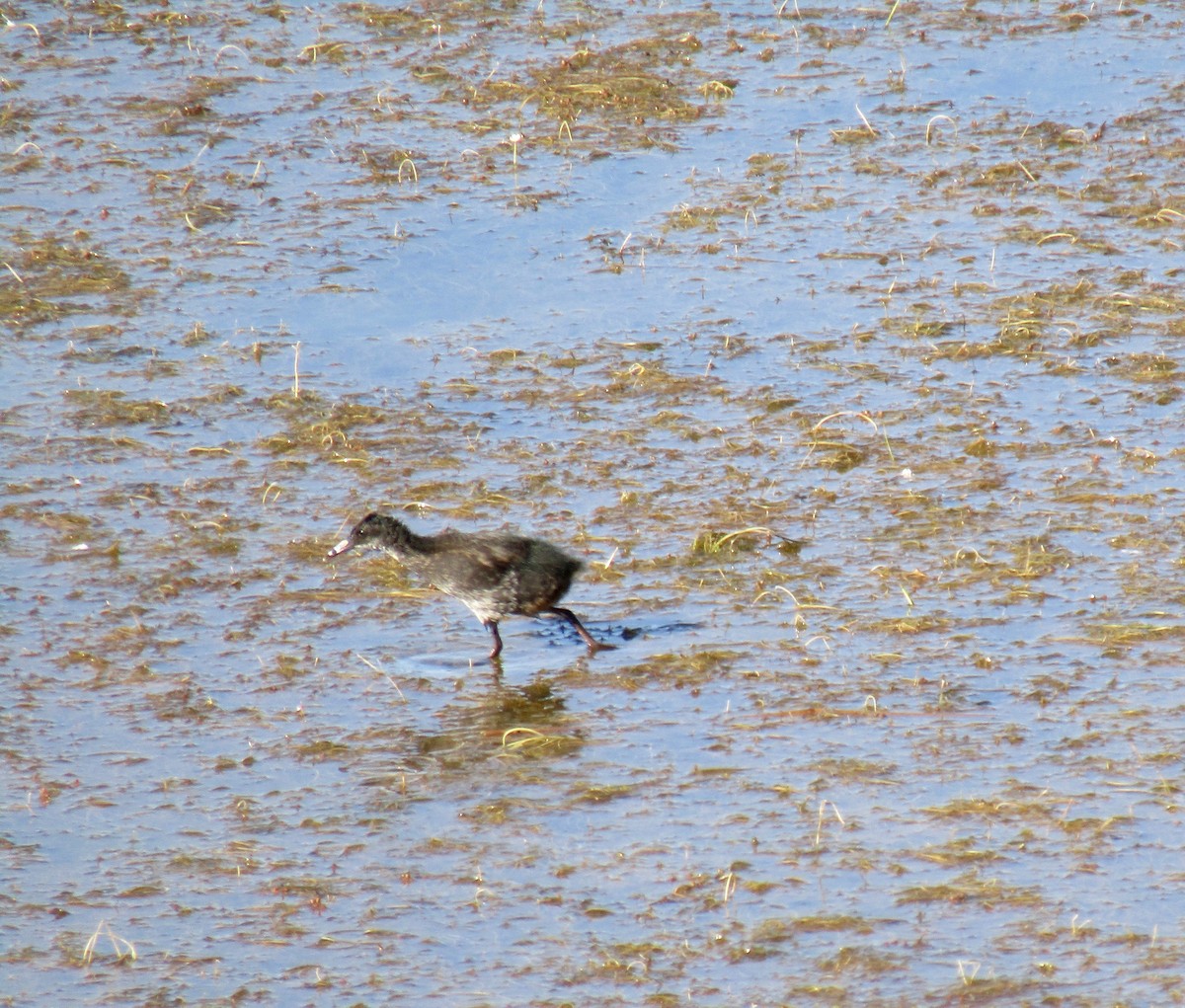 Virginia Rail - ML254476391