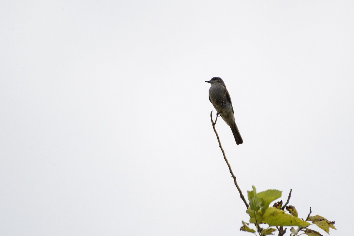 Crowned Slaty Flycatcher - ML254478901