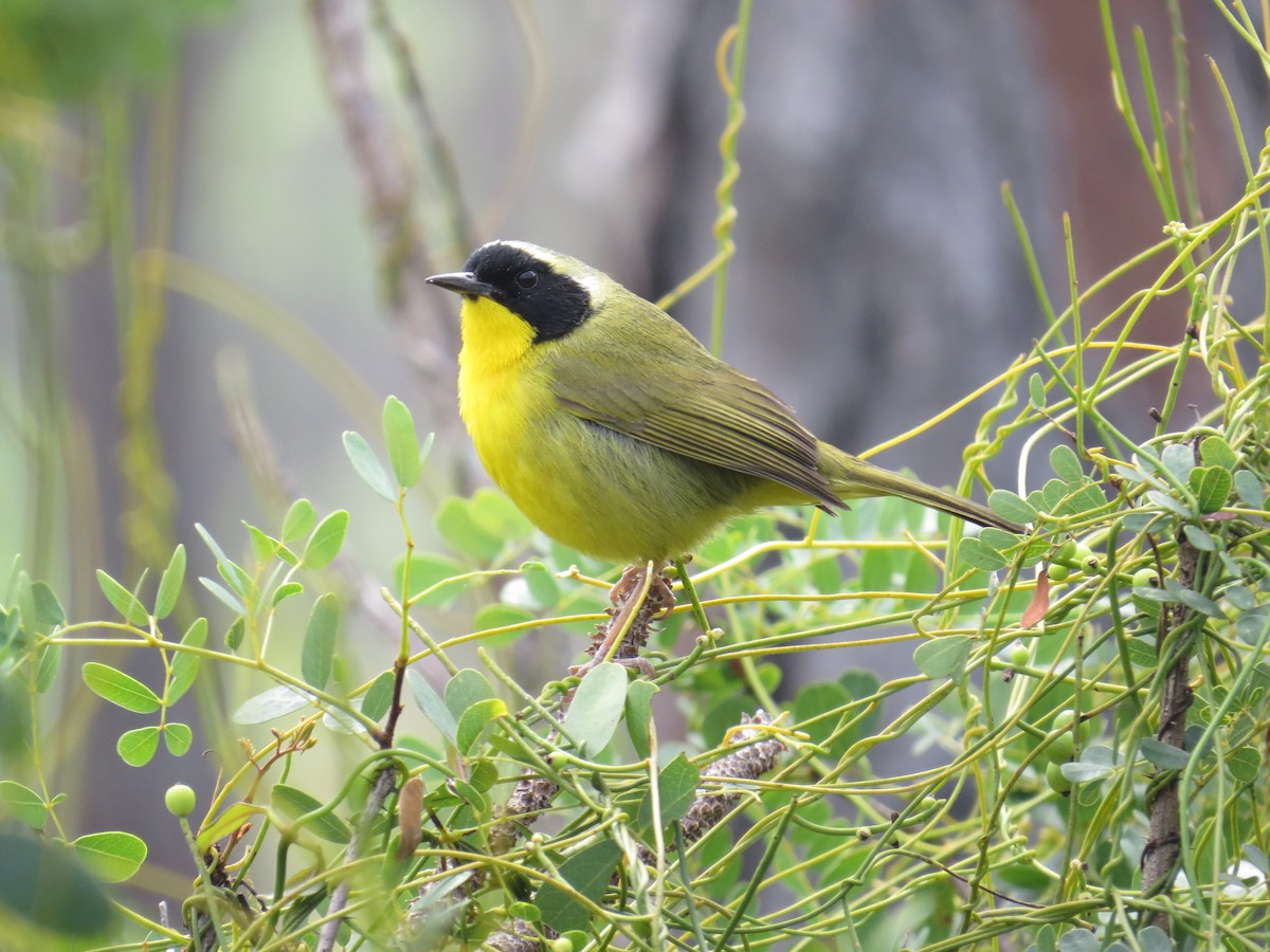 Bahama Yellowthroat - Carolyn Wardle