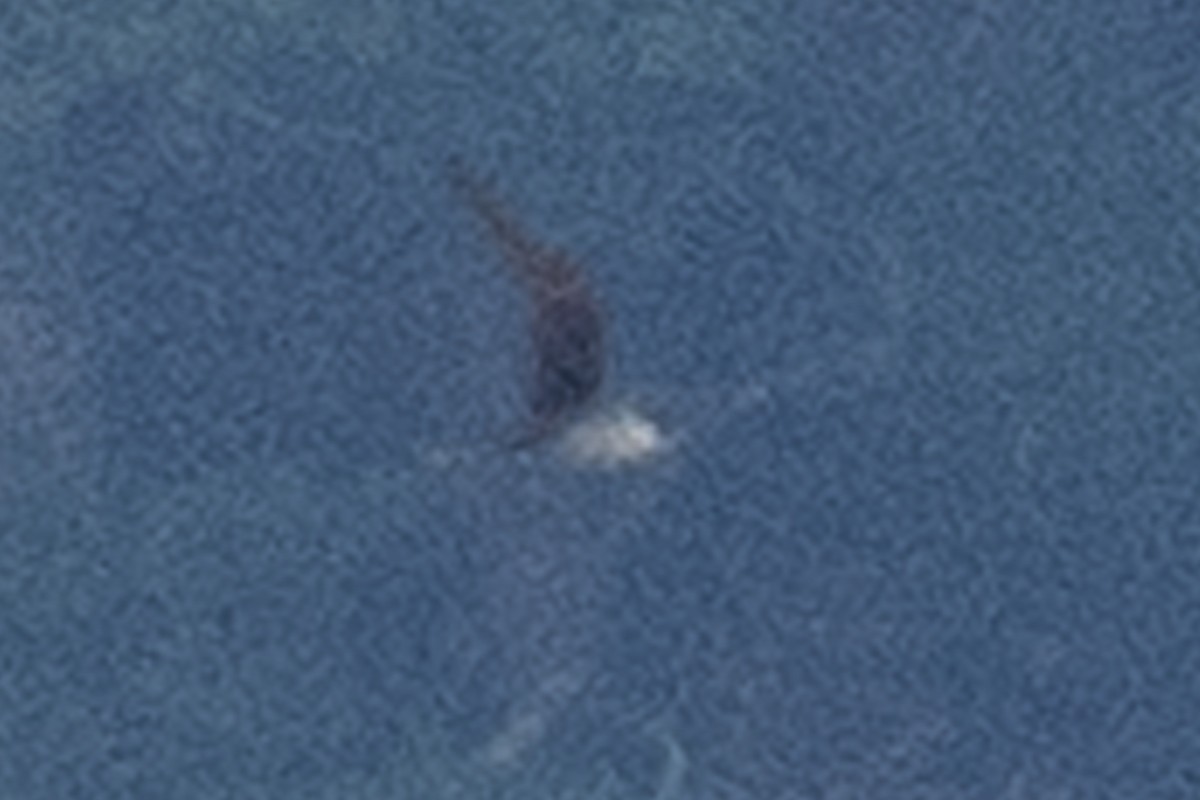 Rußseeschwalbe - ML254481131